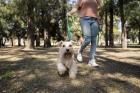Aplicació mòbil per a persones amb animals de companyia.